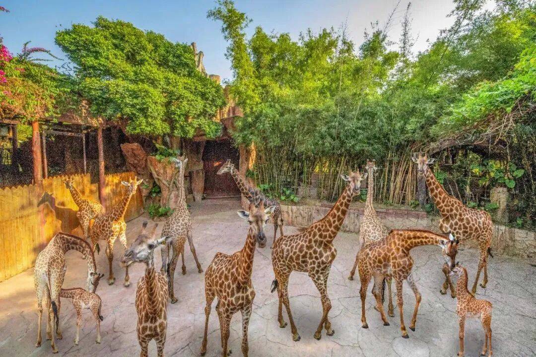 庭畅玩套票连续3天可凭票免费入园!超多主题随便玩!CQ9电子平台网站年度最抵!99元抢长鹿景区4人家(图4) 庭畅玩套票连续3天可凭票免费入园!超多主题随便玩!CQ9电子平台网站年度最抵!99元抢长鹿景区4人家(图4)