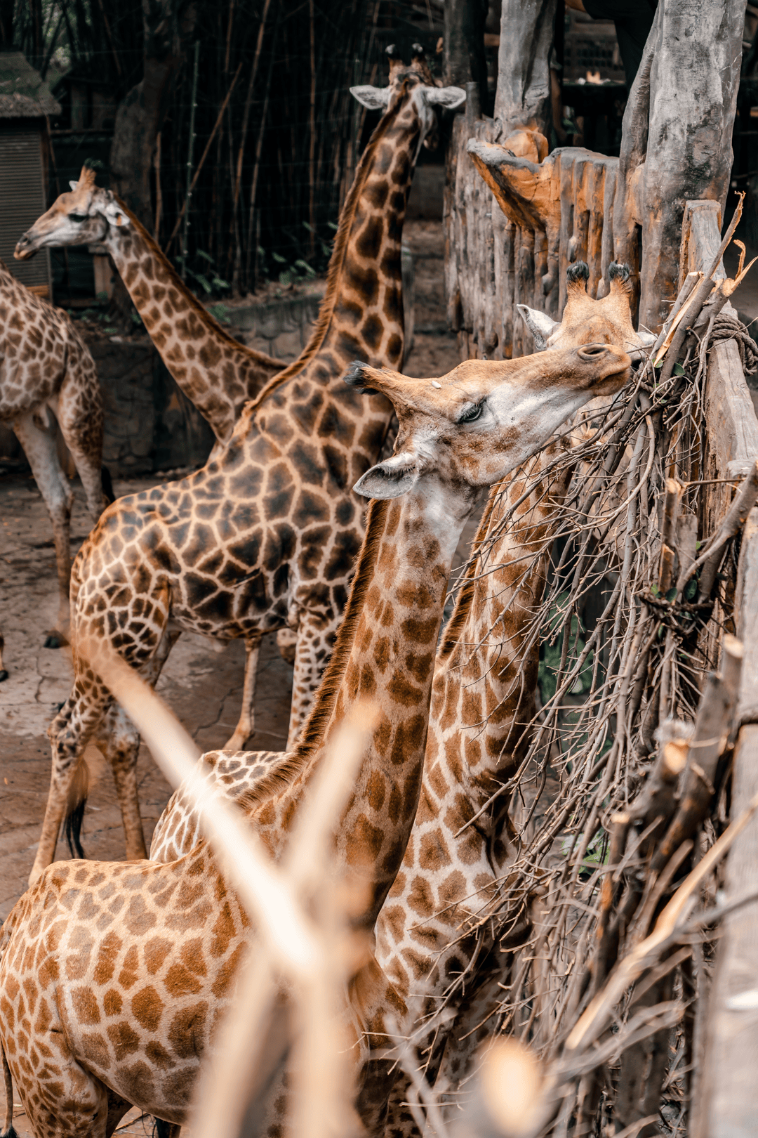 庭畅玩套票连续3天可凭票免费入园!超多主题随便玩!CQ9电子平台网站年度最抵!99元抢长鹿景区4人家(图6) 庭畅玩套票连续3天可凭票免费入园!超多主题随便玩!CQ9电子平台网站年度最抵!99元抢长鹿景区4人家(图6)