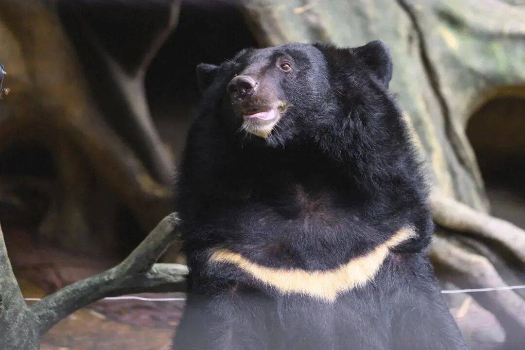 庭畅玩套票连续3天可凭票免费入园!超多主题随便玩!CQ9电子平台网站年度最抵!99元抢长鹿景区4人家(图16) 庭畅玩套票连续3天可凭票免费入园!超多主题随便玩!CQ9电子平台网站年度最抵!99元抢长鹿景区4人家(图16)