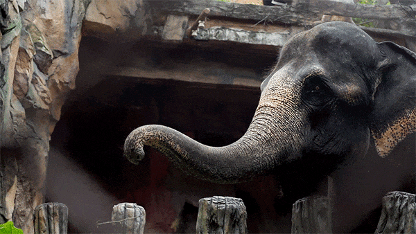 庭畅玩套票连续3天可凭票免费入园!超多主题随便玩!CQ9电子平台网站年度最抵!99元抢长鹿景区4人家(图18) 庭畅玩套票连续3天可凭票免费入园!超多主题随便玩!CQ9电子平台网站年度最抵!99元抢长鹿景区4人家(图18)