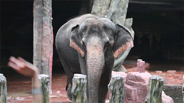 庭畅玩套票连续3天可凭票免费入园!超多主题随便玩!CQ9电子平台网站年度最抵!99元抢长鹿景区4人家(图21) 庭畅玩套票连续3天可凭票免费入园!超多主题随便玩!CQ9电子平台网站年度最抵!99元抢长鹿景区4人家(图21)